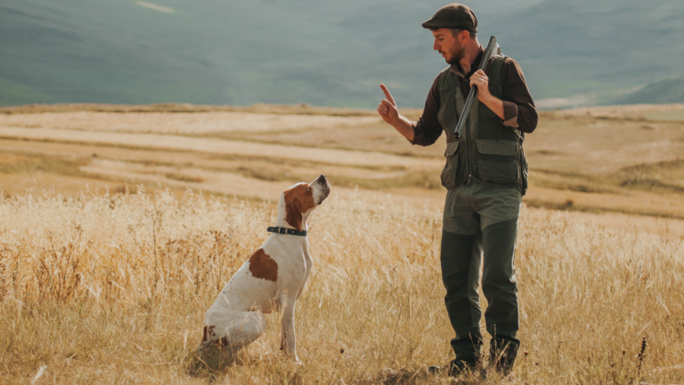 How to train a dog to shed hunt - The Best Ultimate Guide