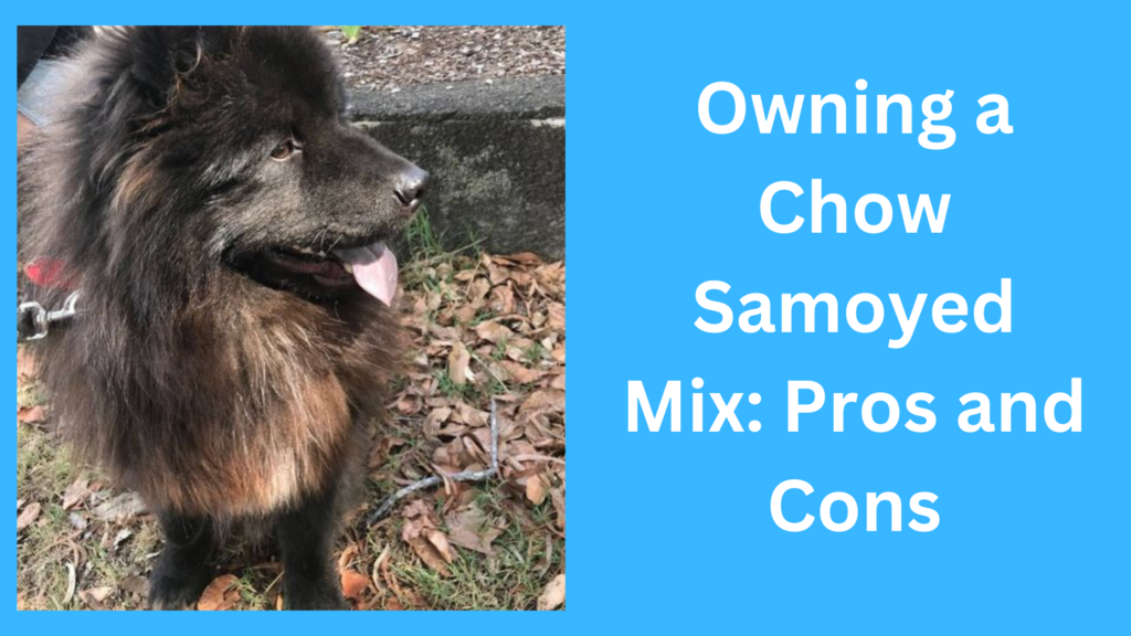 Owning a Chow Samoyed Mix Pros and Cons |
