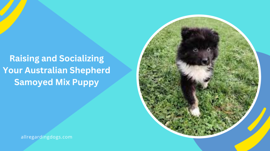 Raising and Socializing Your Australian Shepherd Samoyed Mix Puppy |
