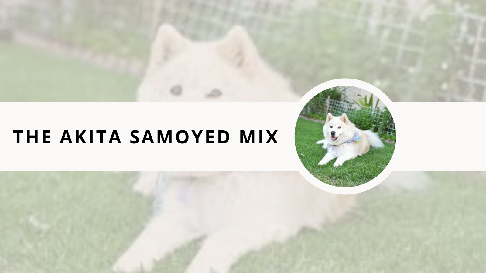 The Akita Samoyed Mix dog milahful
