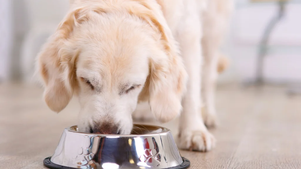 Tips for feeding your dog a healthy and balanced diet |
