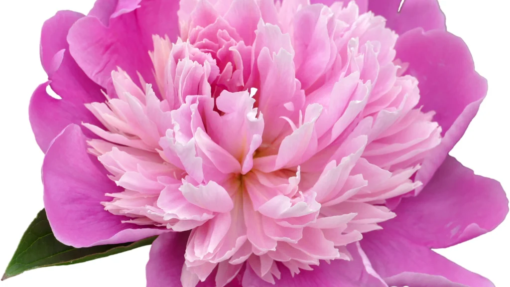 What are peonies |