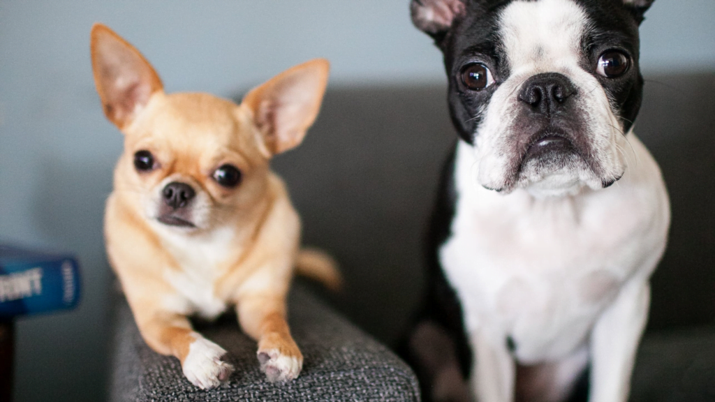 What is a Boston Terrier Chihuahua mix |