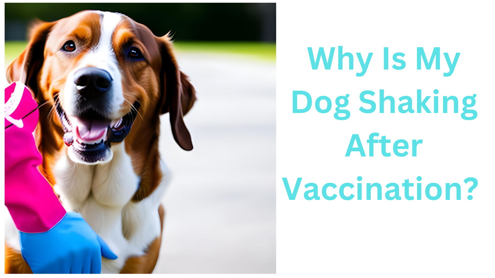 Why Is My Dog Shaking After Vaccination? Best Guide