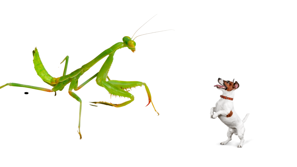 Are Praying Mantises Dangerous to Dogs |