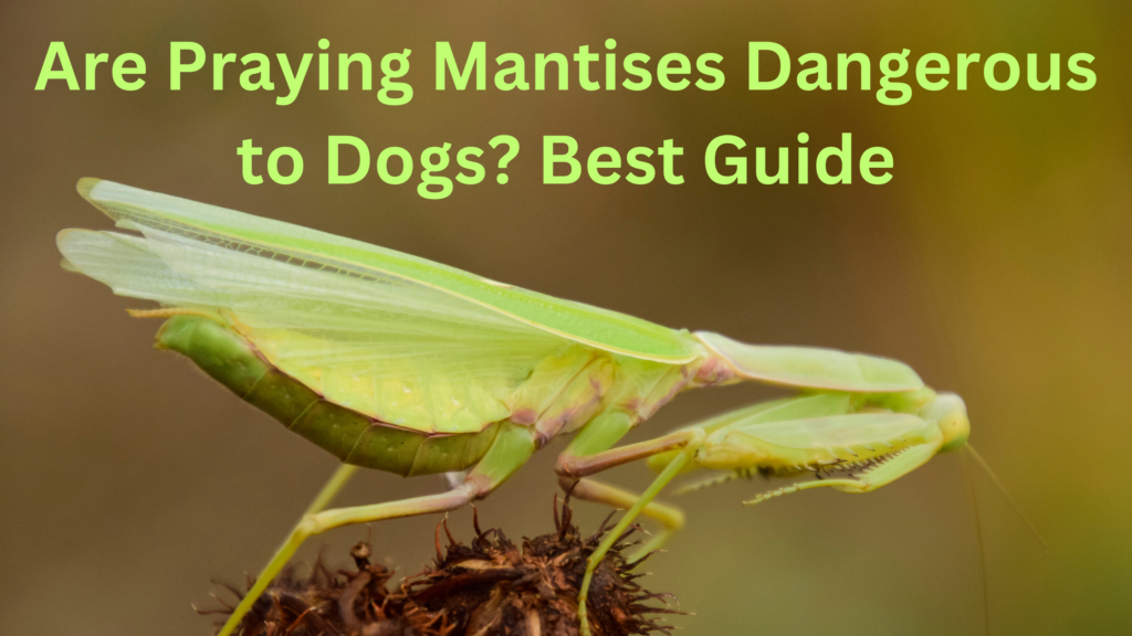Are Praying Mantises Dangerous To Dogs? Best Guide