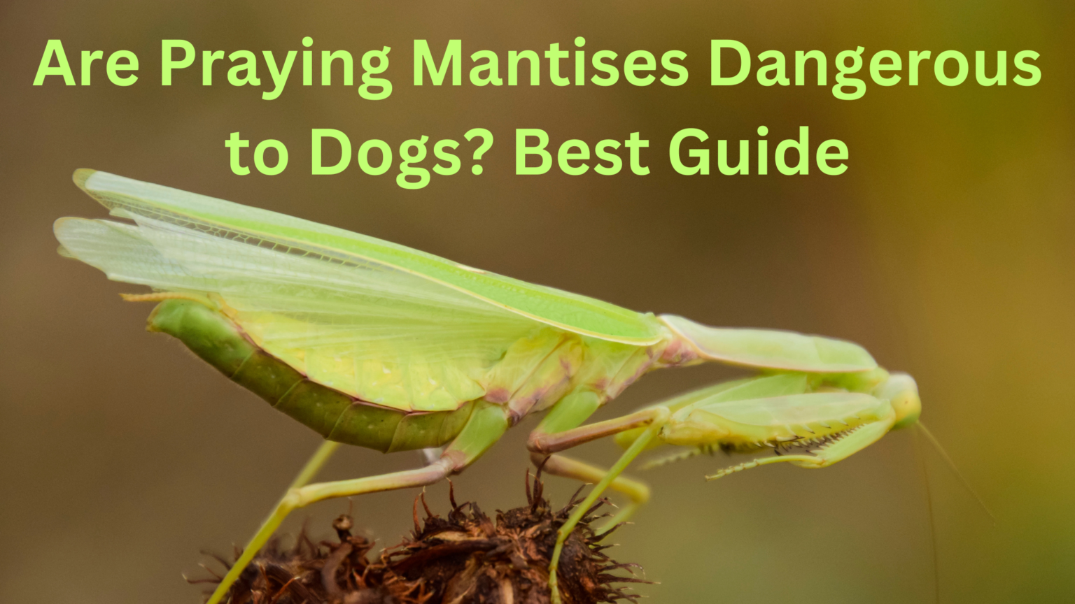 are-praying-mantises-dangerous-to-dogs-best-guide