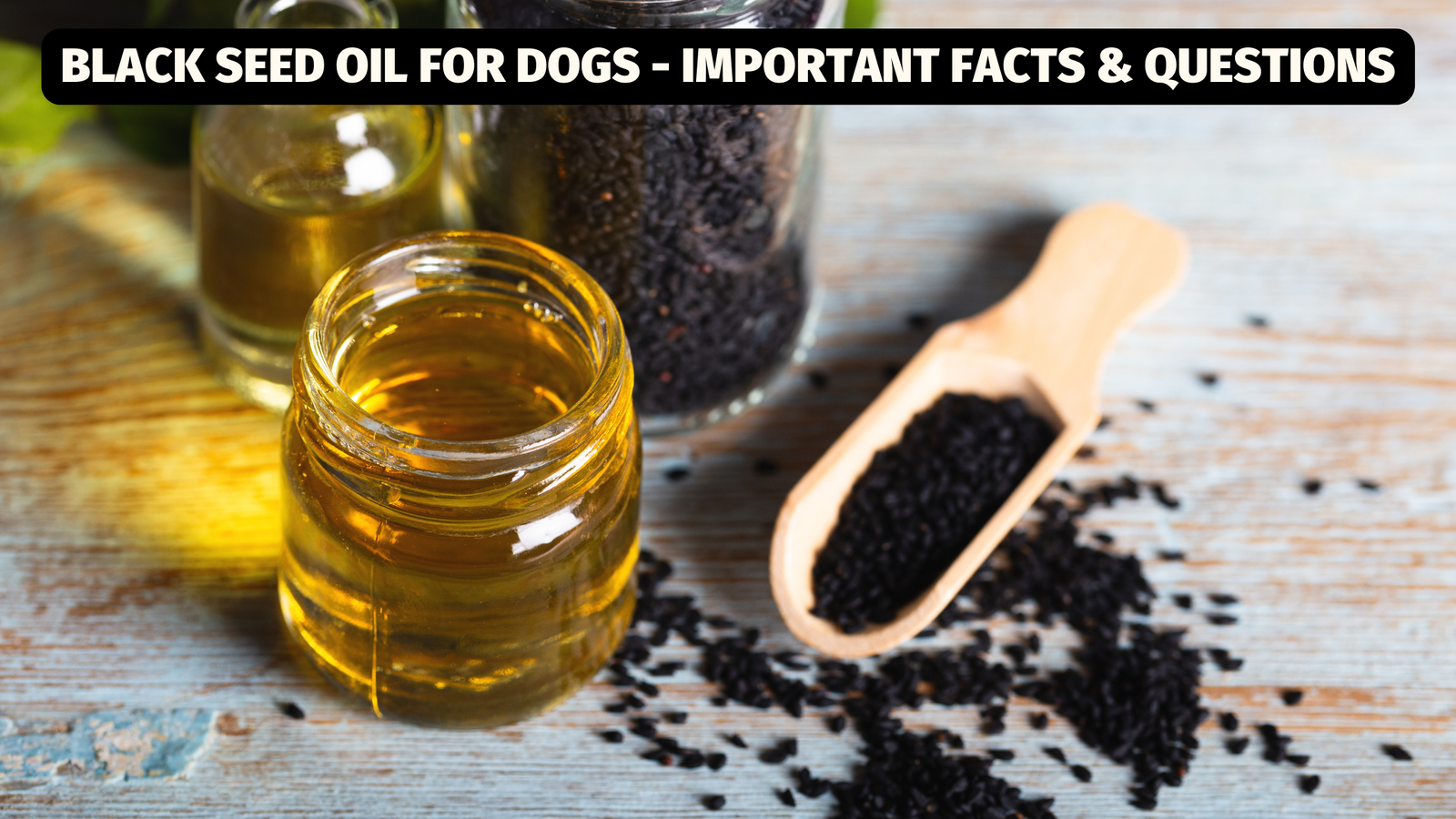 Black Seed Oil for Dogs - Important Facts & Questions