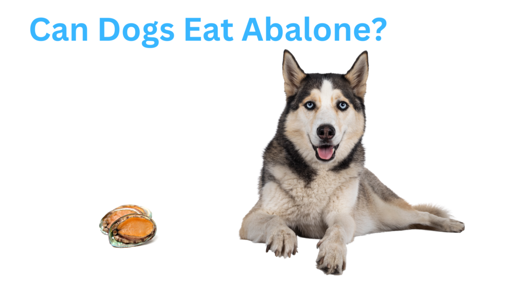 Can Dogs Eat Abalone?