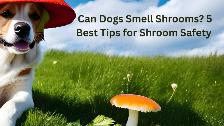 Can Dogs Smell Shrooms? 5 Best Tips for Shroom Safety