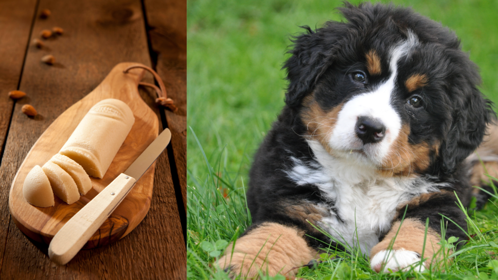Can dogs eat marzipan Is Marzipan safe for dogs |