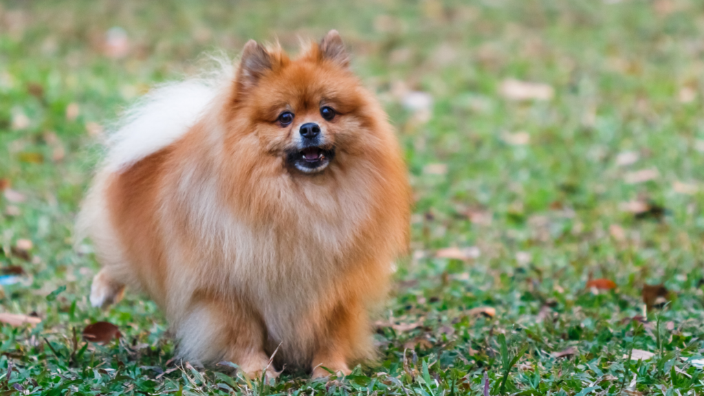 Pomeranian