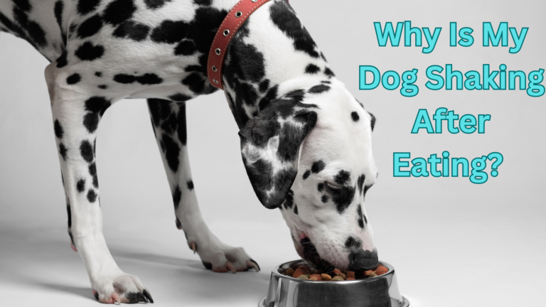 Why Is My Dog Shaking After Eating? Best Guide 2023