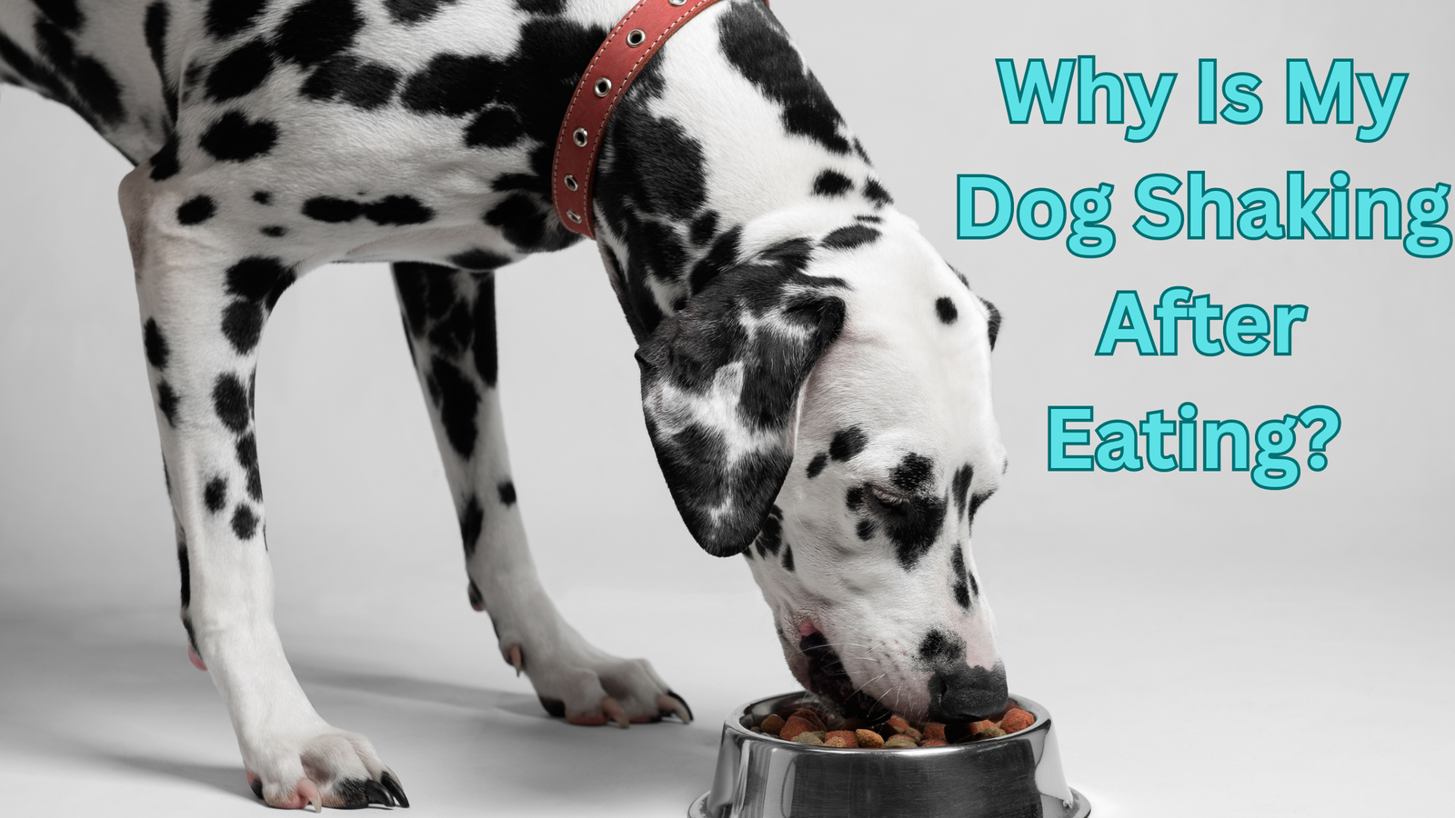 Why Is My Dog Shaking After Eating? Best Guide 2023