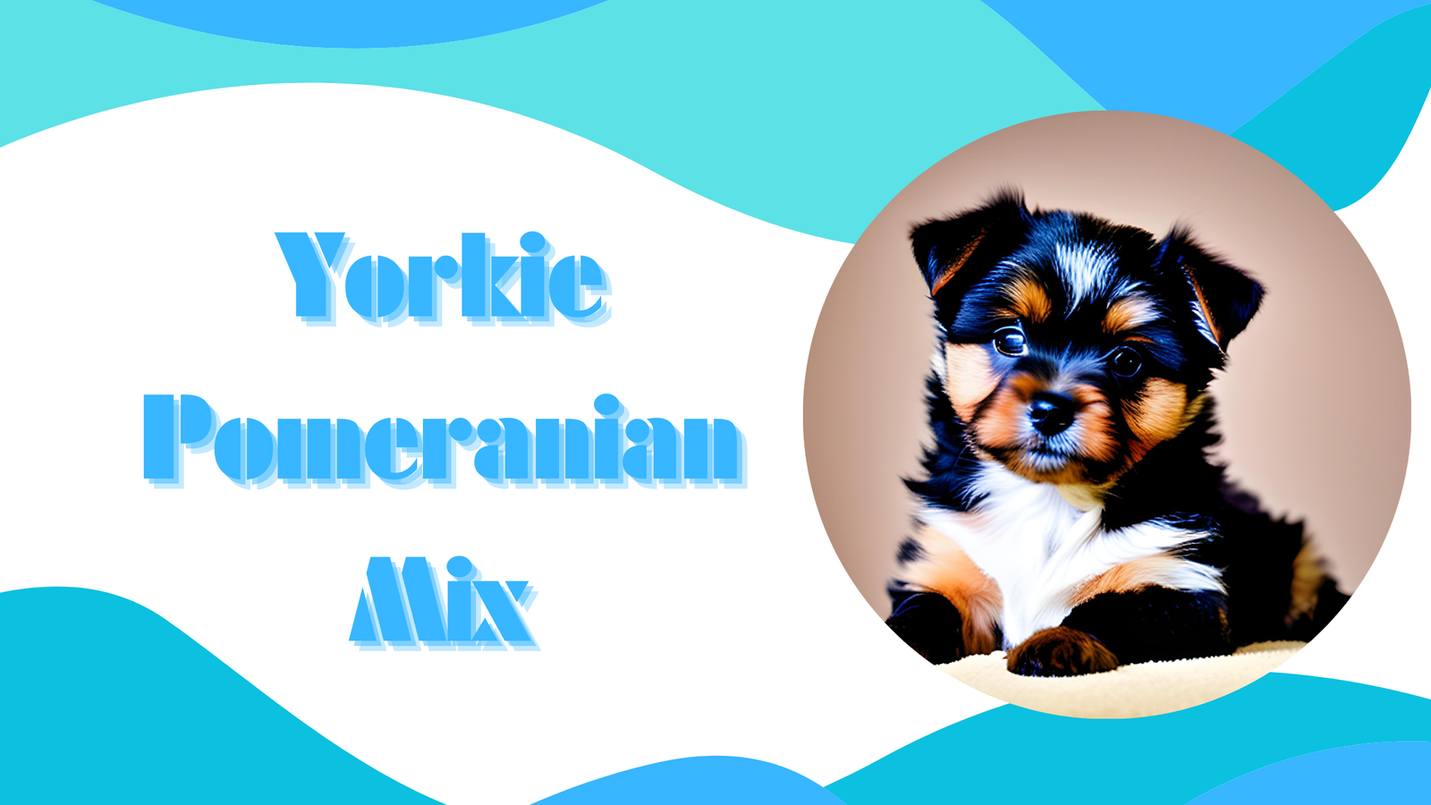 Yorkie Pomeranian Mix: The Adorable and Active Yoranians