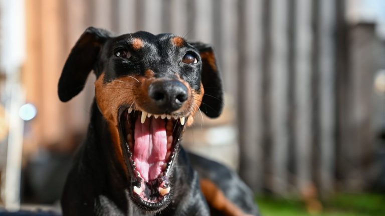 Aggressive Dog Board and Train