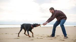 Are Dogs Stronger Than Humans