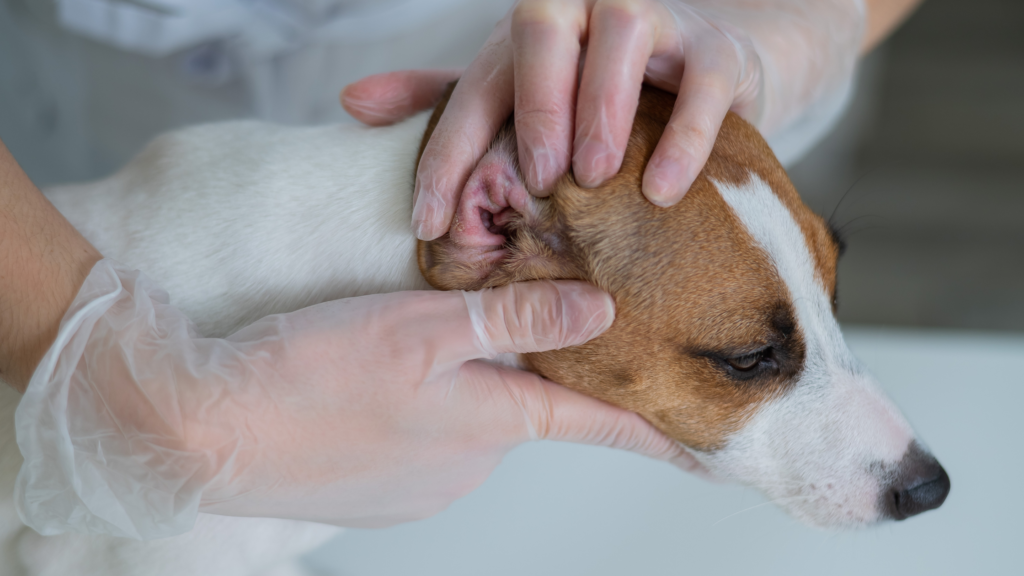 Are Polysporin ear drops safe for dogs |
