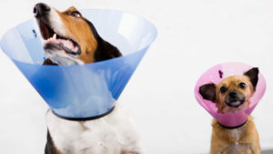 Calmer Collars for Dogs