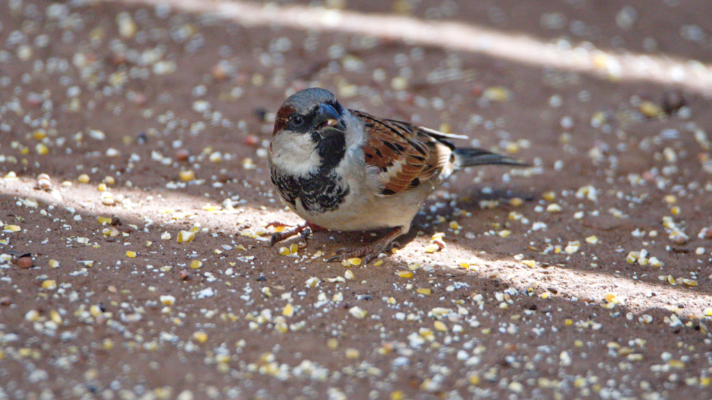 can bird seed kill a dog