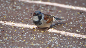 Can Bird Seed Kill a Dog