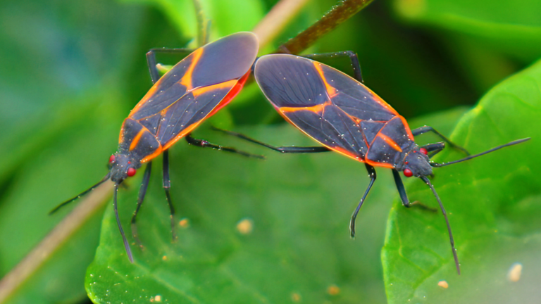 Can Dogs Eat Boxelder Bugs?