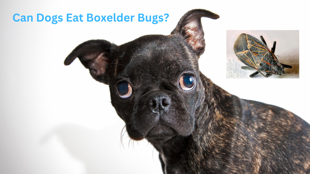 Can Dogs Eat Boxelder Bugs? 