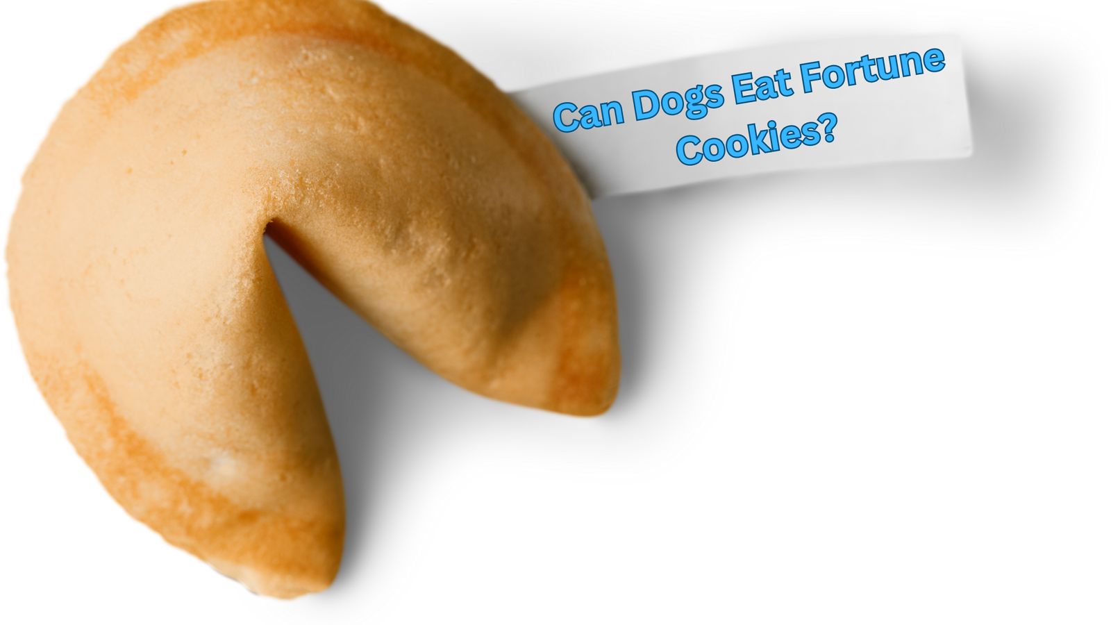 Can Dogs Eat Fortune Cookies