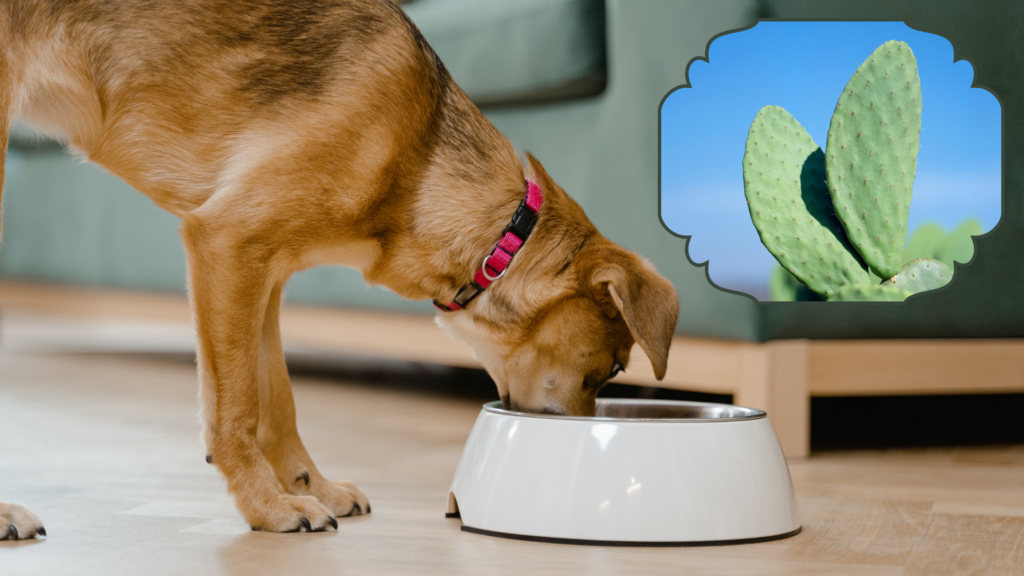Can Dogs Eat Nopales?
