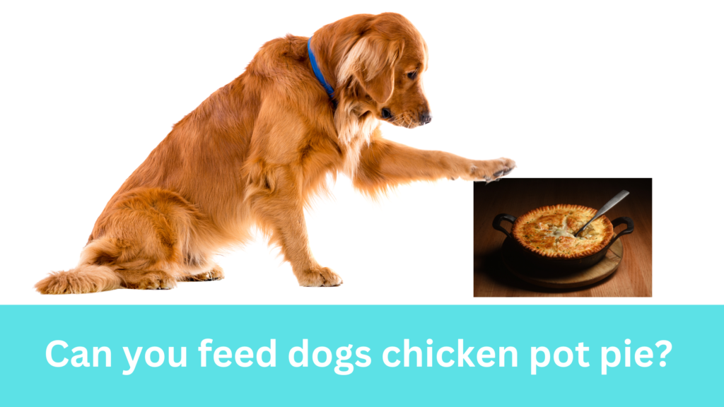 Can you feed dogs chicken pot pie?