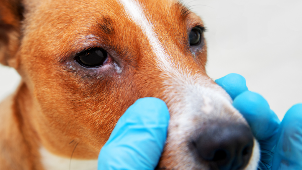 Causes of Thick Red Veins in Dogs Eyes |