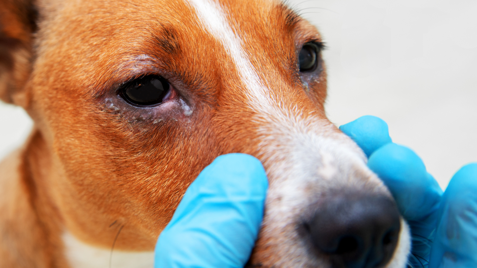 Thick Red Veins In Dogs' Eye: What To Do? - Best Guide