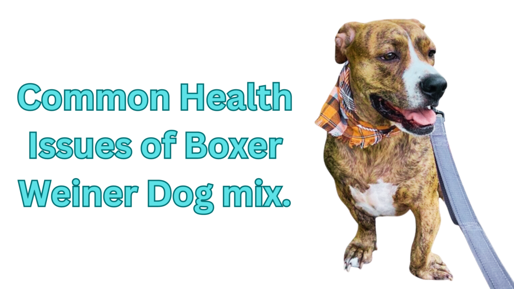 Common Health Issues of Boxer Weiner Dog mix |