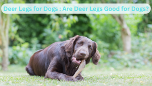 Deer Legs for Dogs