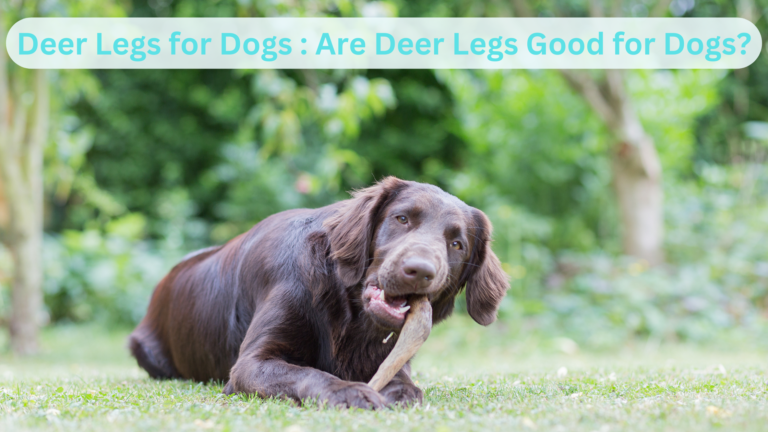 Deer Legs for Dogs