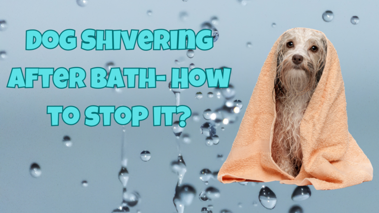 Dog Shivering After Bath How to stop it |