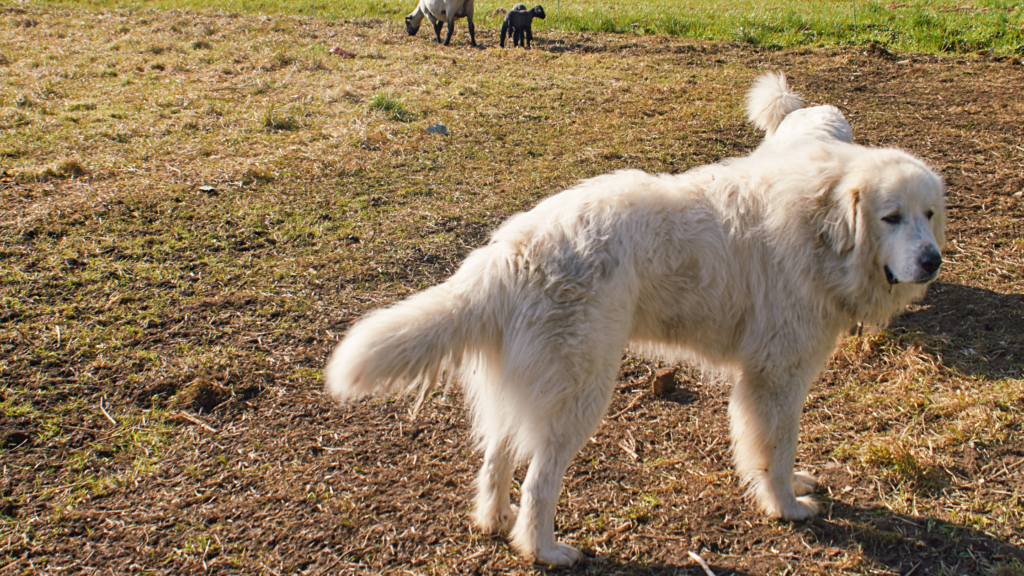 Great Pyrenees Dog |