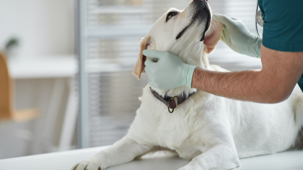 How do you treat Wells syndrome in dogs |