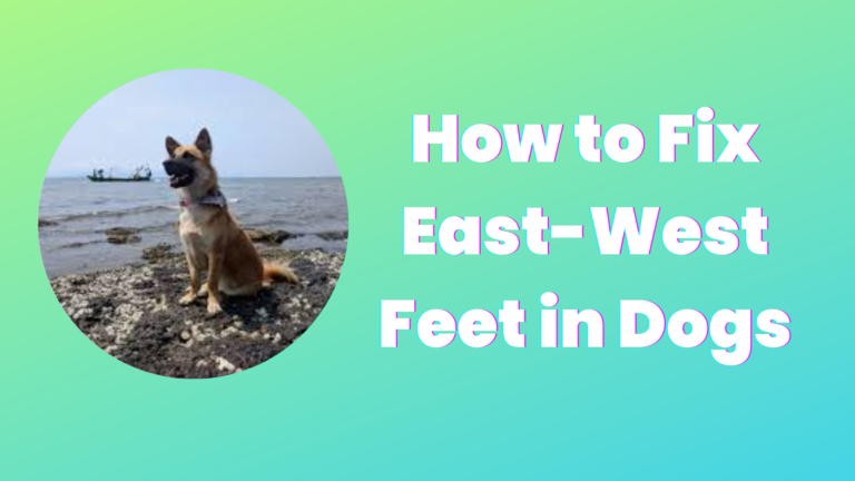 How to Fix East-West Feet in Dogs