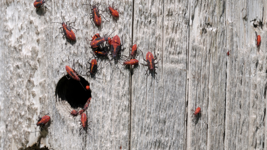 How to Get Rid of Boxelder Bugs |