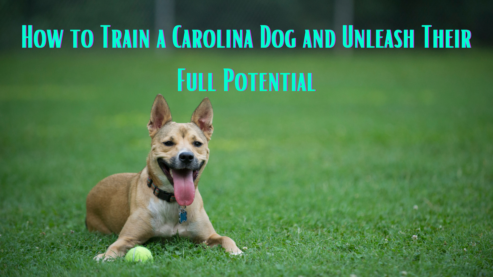 How to Train a Carolina Dog