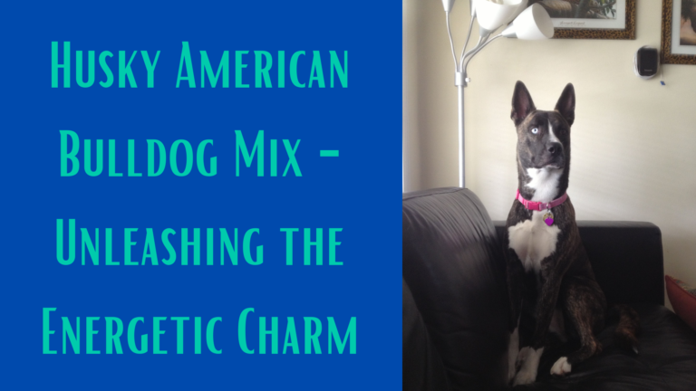 Husky American Bulldog Mix