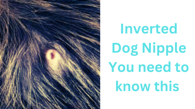 Inverted Nipple in dogs