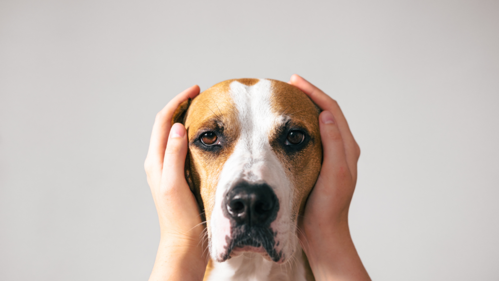 Precautions When Using Polysporin on Dogs |