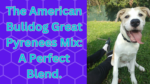 The American Bulldog Great Pyrenees Mix