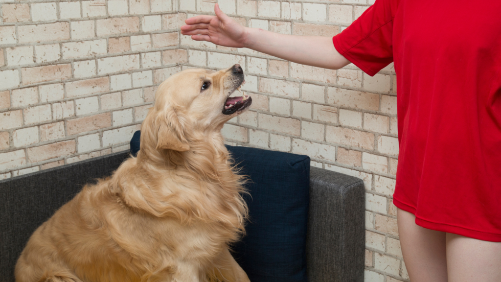Understanding Aggression in Dogs |
