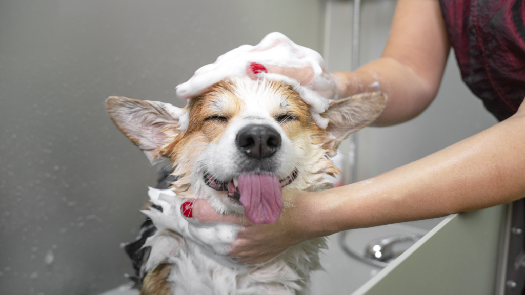 Understanding Dog Behavior giving him a bath |