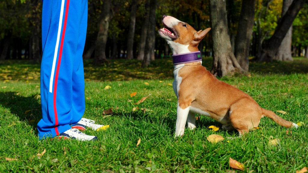 Understanding Dog Training Aprons |