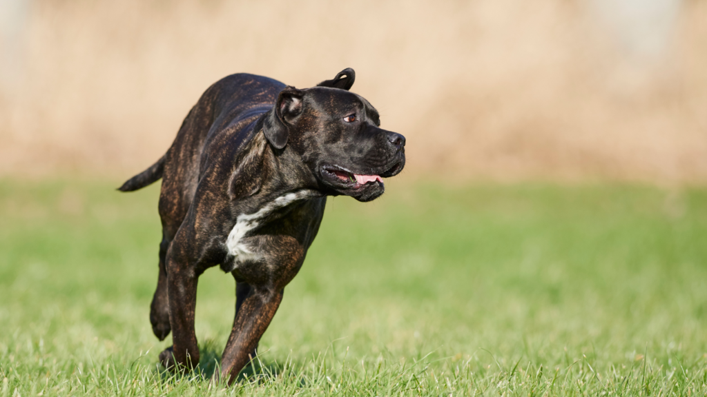 Unveiling Canine Strength: The Power Behind Those Paws