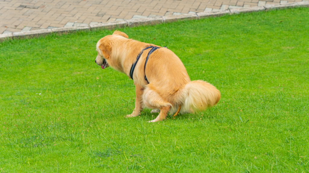 Why Is My Dogs Poop Cold 3 Factors Influencing dog Poop |
